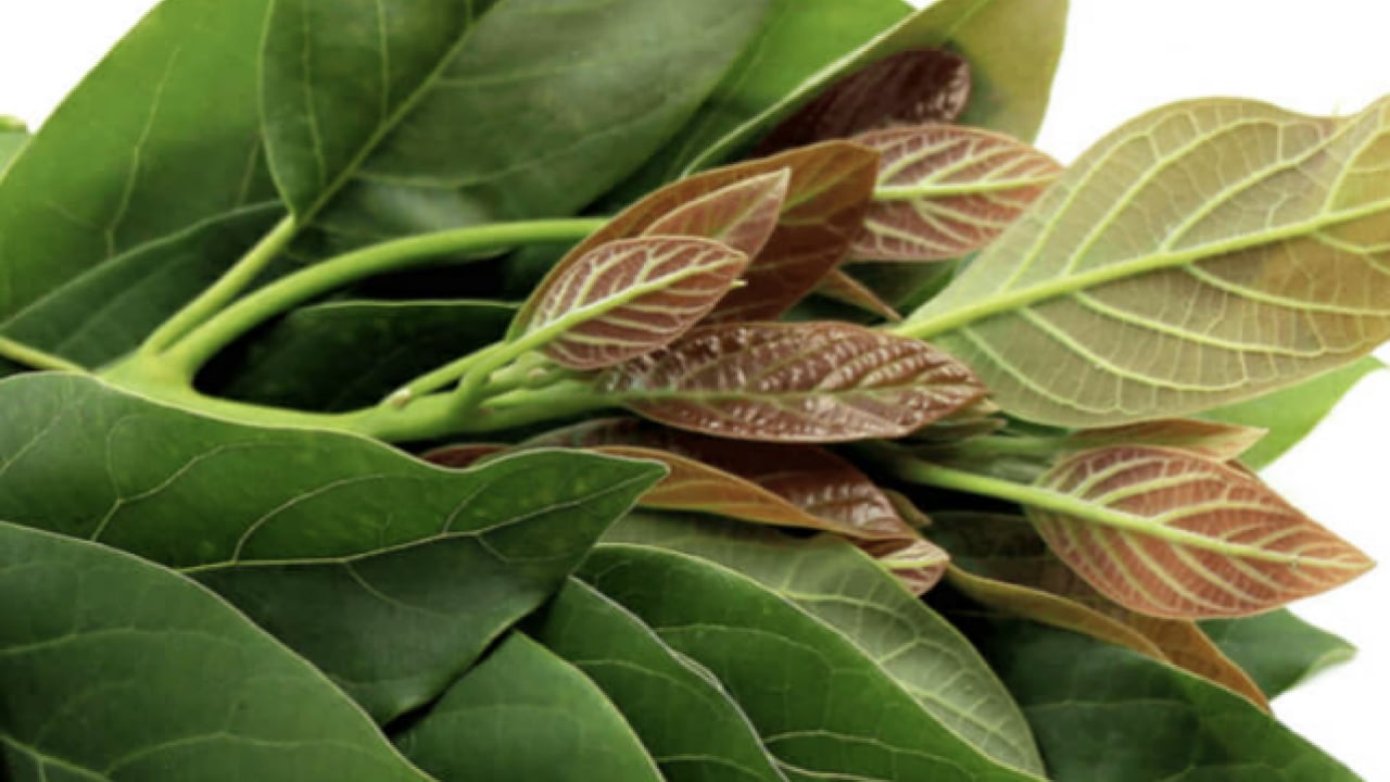 Foto - Yaprağı meyvesi gibi şifa! İşte o muhteşem meyve