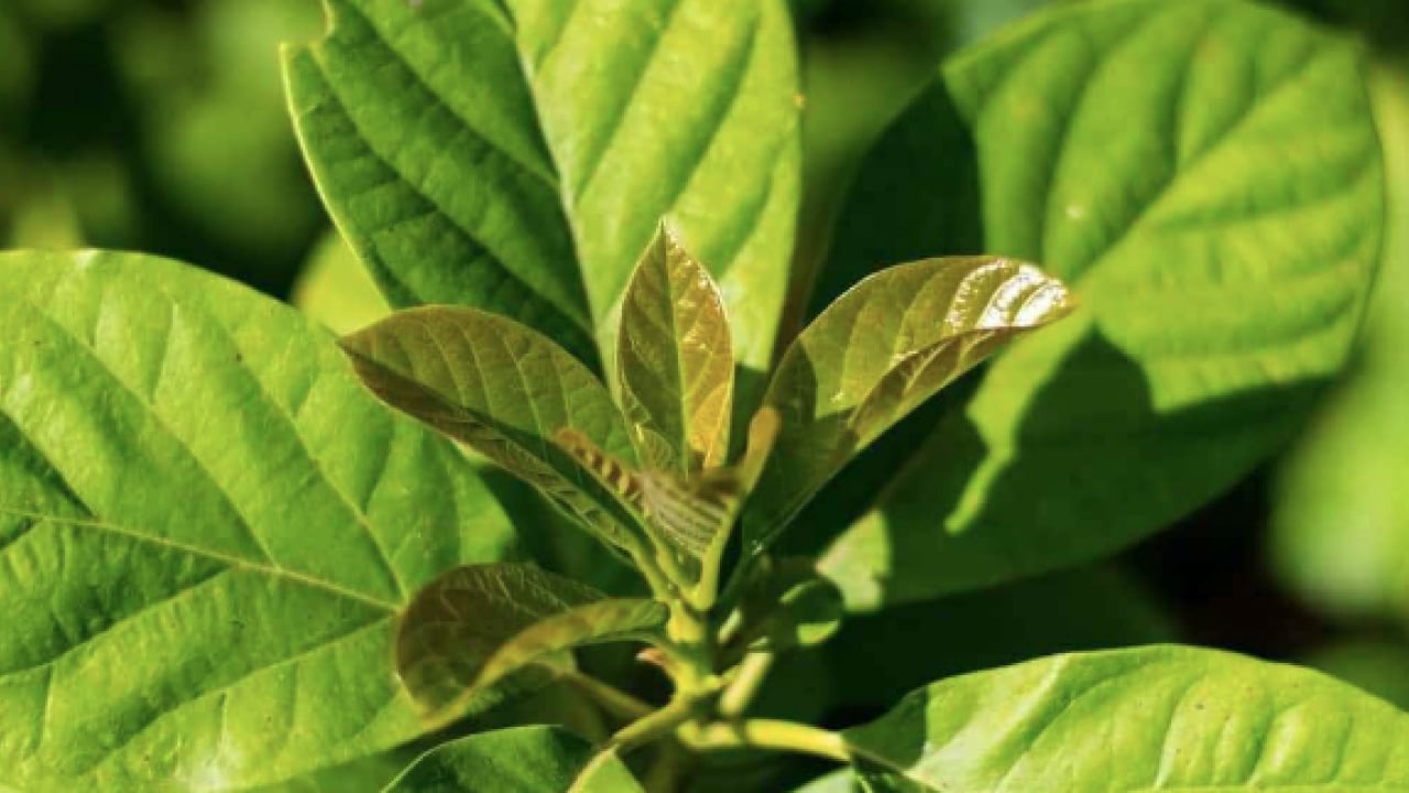 Foto - Yaprağı meyvesi gibi şifa! İşte o muhteşem meyve