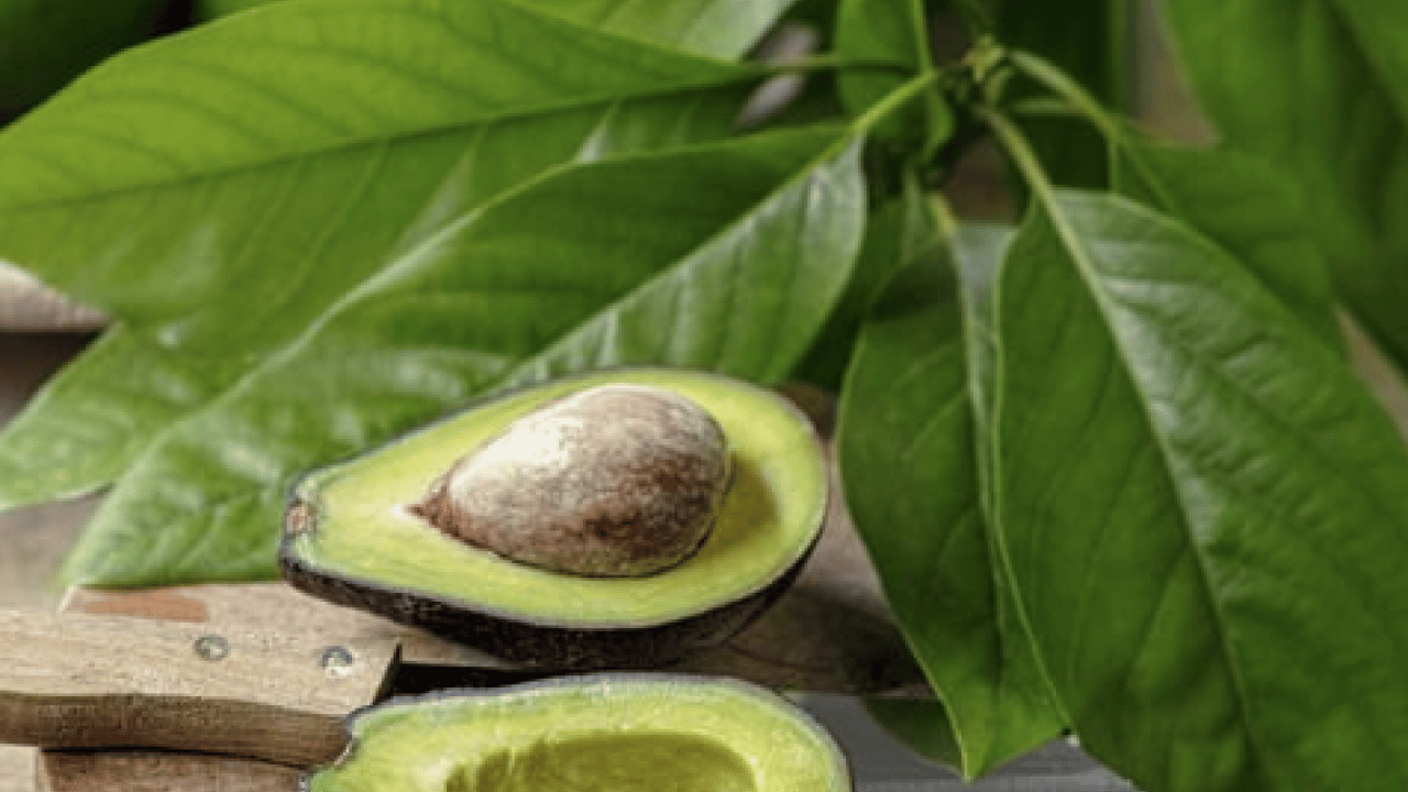 Yaprağı meyvesi gibi şifa! İşte o muhteşem meyve