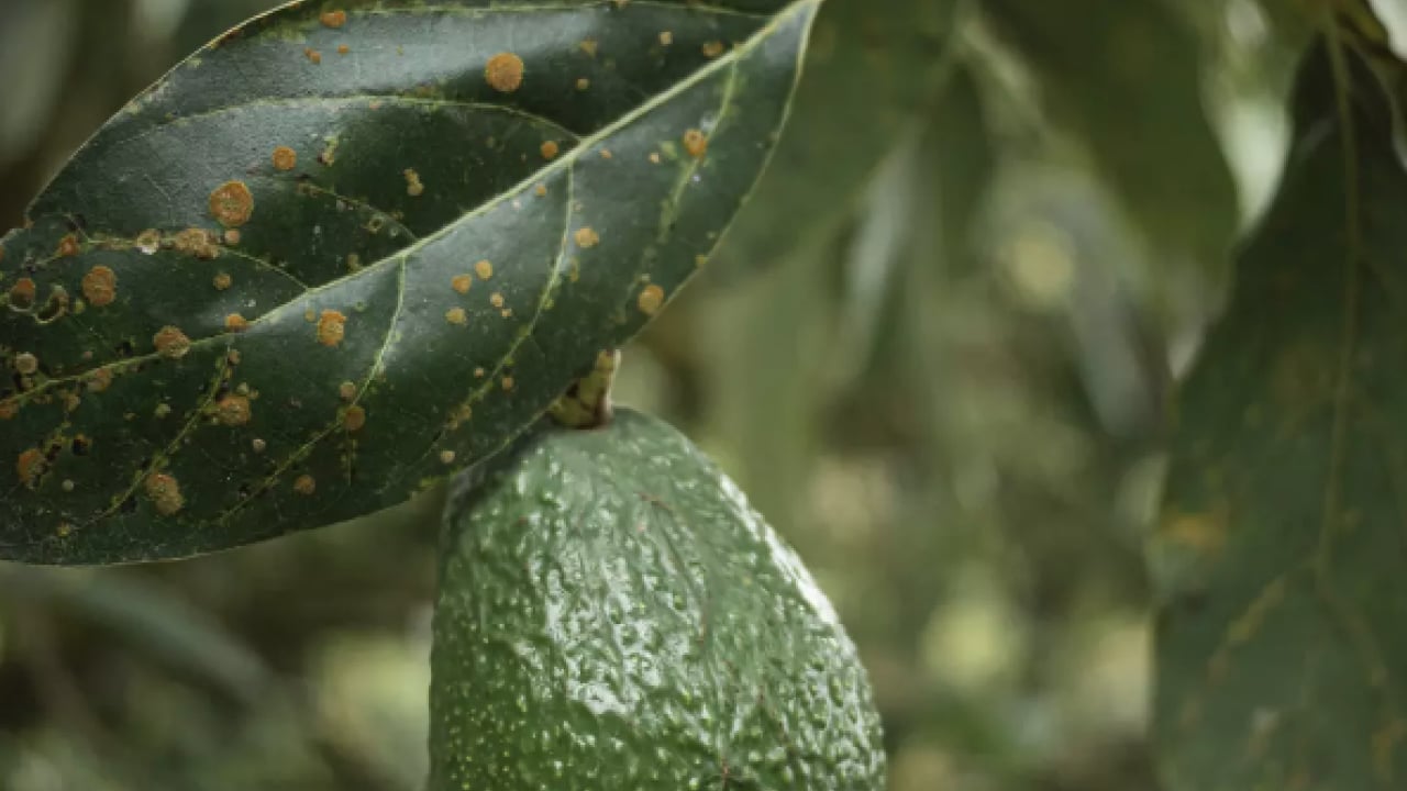 Foto - Yaprağı meyvesi gibi şifa! İşte o muhteşem meyve
