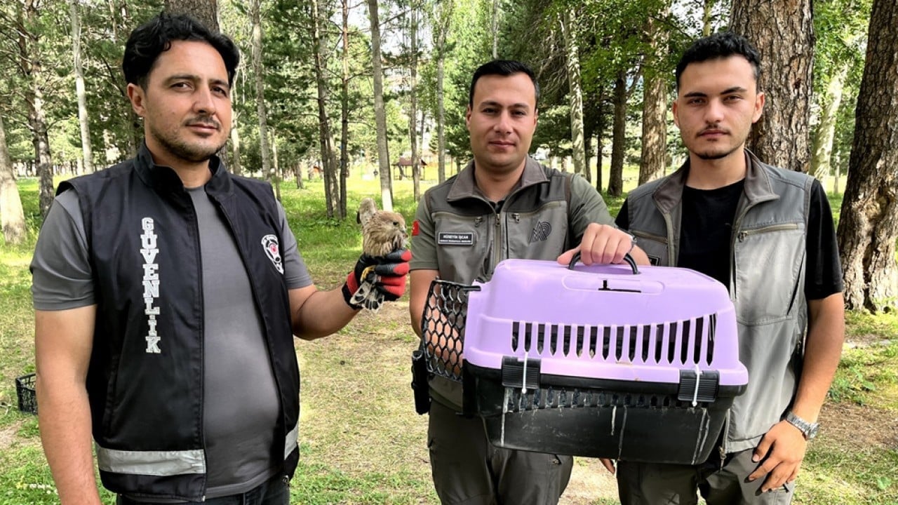 Foto - Yaralı halde bulundu! Kerkenez yavrusu tedavi altına alındı