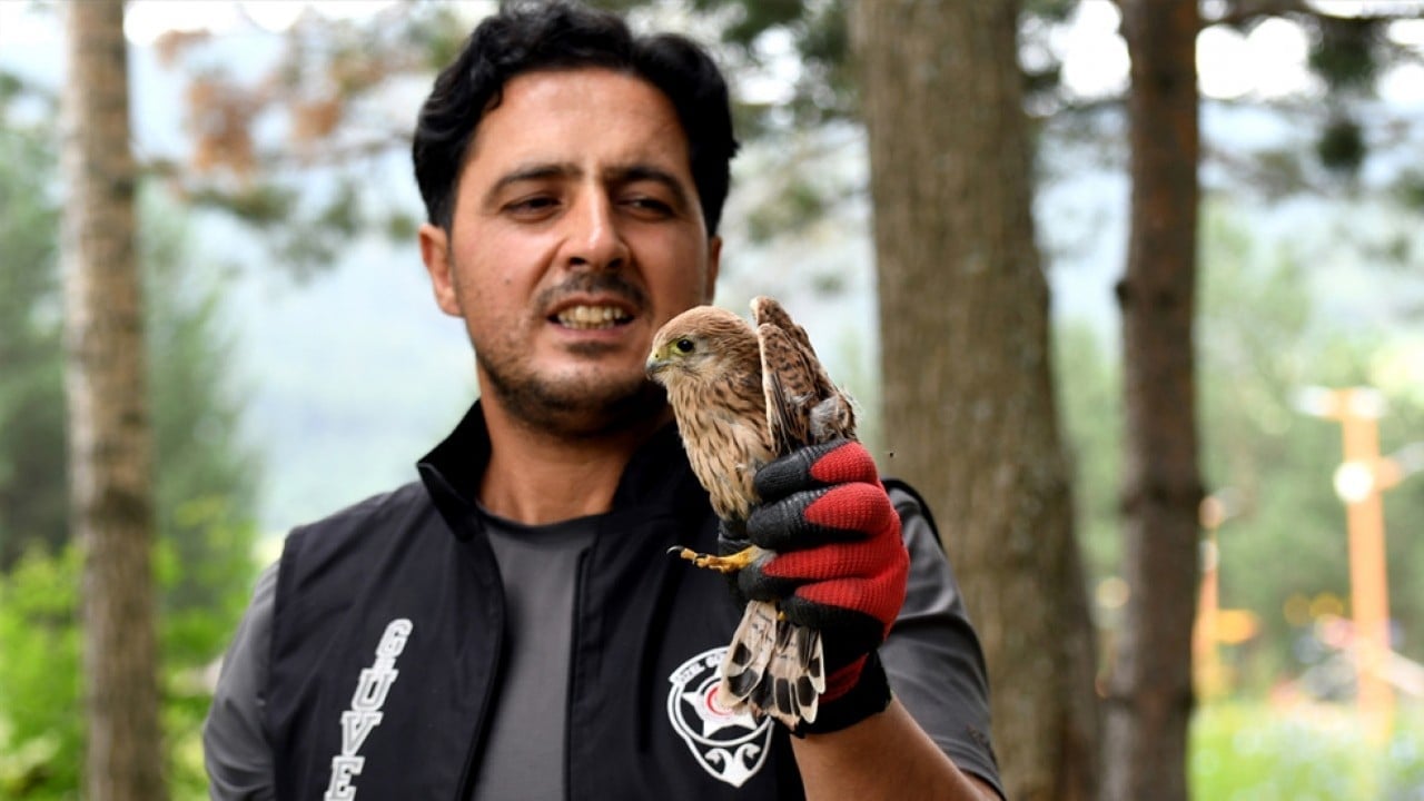 Foto - Yaralı halde bulundu! Kerkenez yavrusu tedavi altına alındı