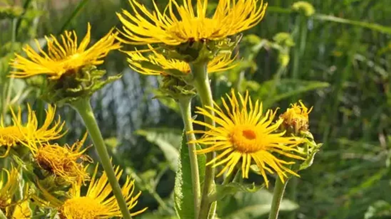 Foto - Yarar olacak: Andız pekmezi tam bir şifa deposu doğada yetişiyor! Akciğerleri temizleyen bitki öyle bir şey ki...