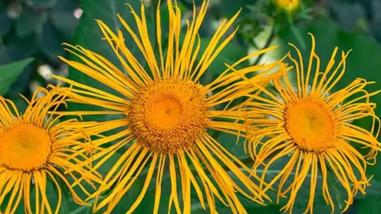 Foto - Yarar olacak: Andız pekmezi tam bir şifa deposu doğada yetişiyor! Akciğerleri temizleyen bitki öyle bir şey ki...