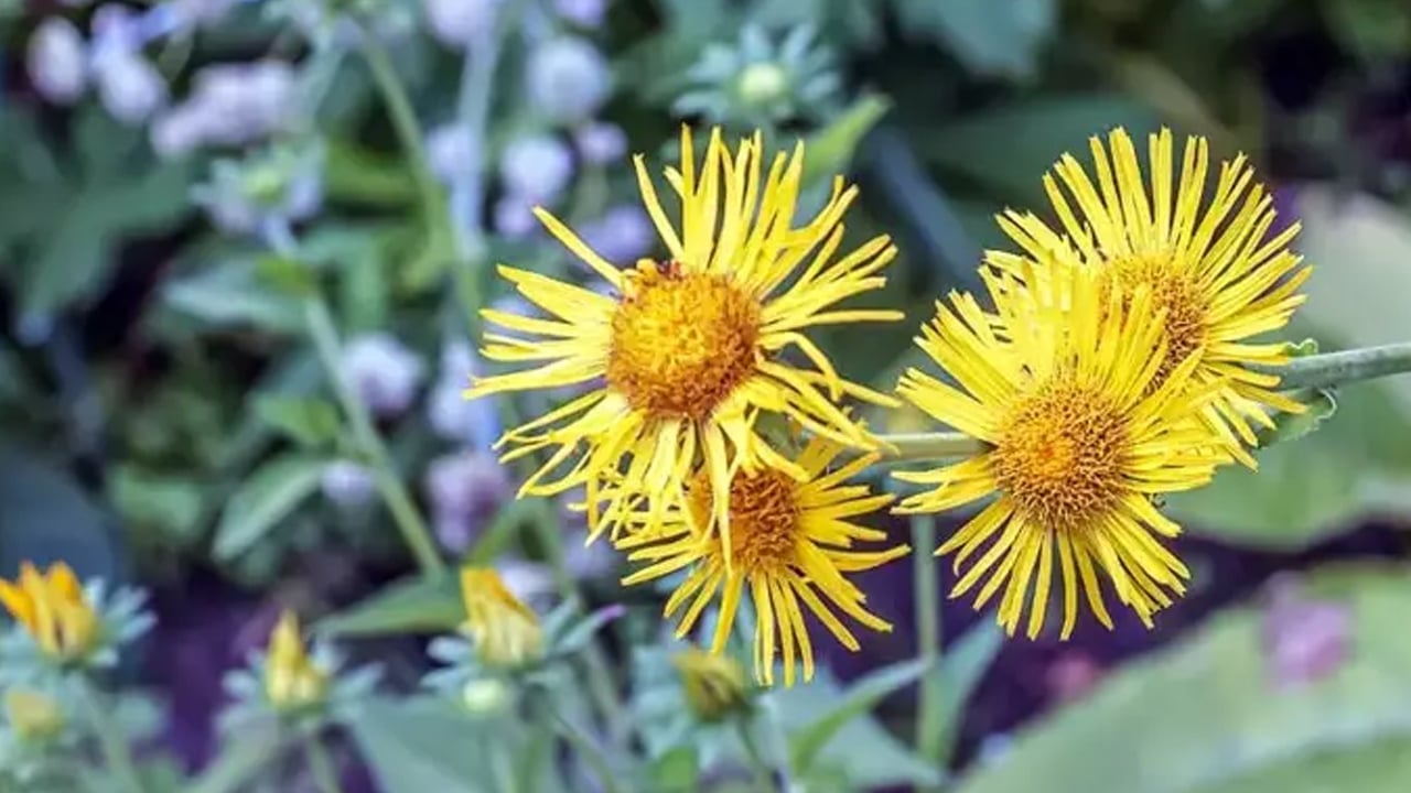 Foto - Yarar olacak: Andız pekmezi tam bir şifa deposu doğada yetişiyor! Akciğerleri temizleyen bitki öyle bir şey ki...