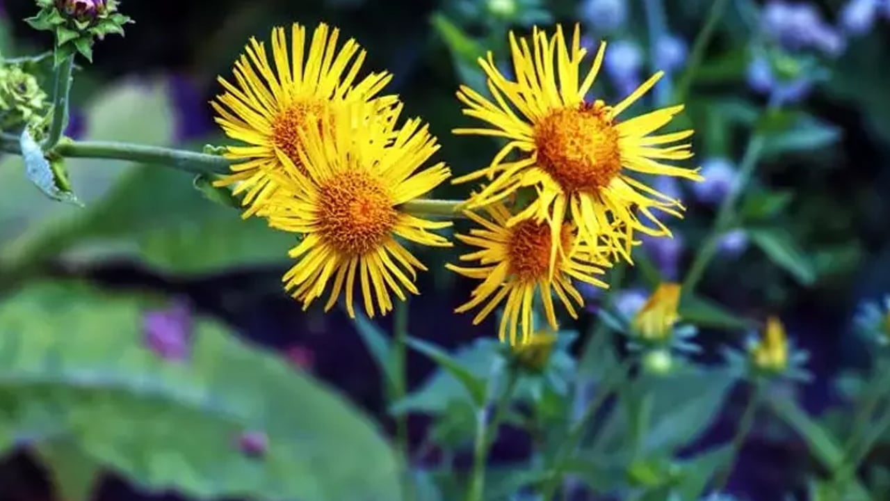 Foto - Yarar olacak: Andız pekmezi tam bir şifa deposu doğada yetişiyor! Akciğerleri temizleyen bitki öyle bir şey ki...
