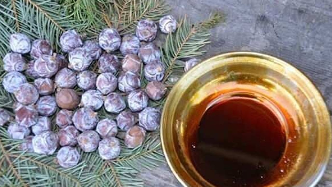Foto - Yarar olacak: Andız pekmezi tam bir şifa deposu doğada yetişiyor! Akciğerleri temizleyen bitki öyle bir şey ki...