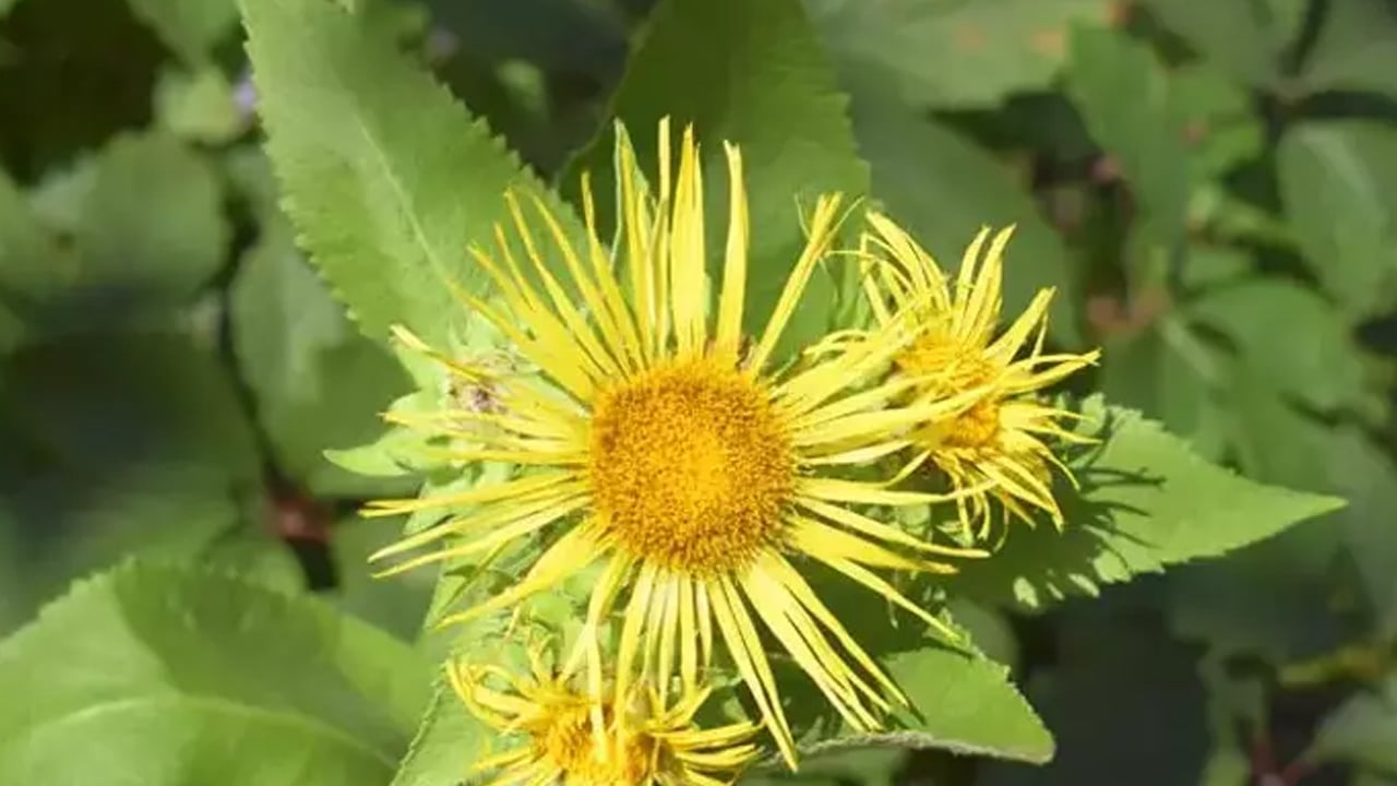 Foto - Yarar olacak: Andız pekmezi tam bir şifa deposu doğada yetişiyor! Akciğerleri temizleyen bitki öyle bir şey ki...