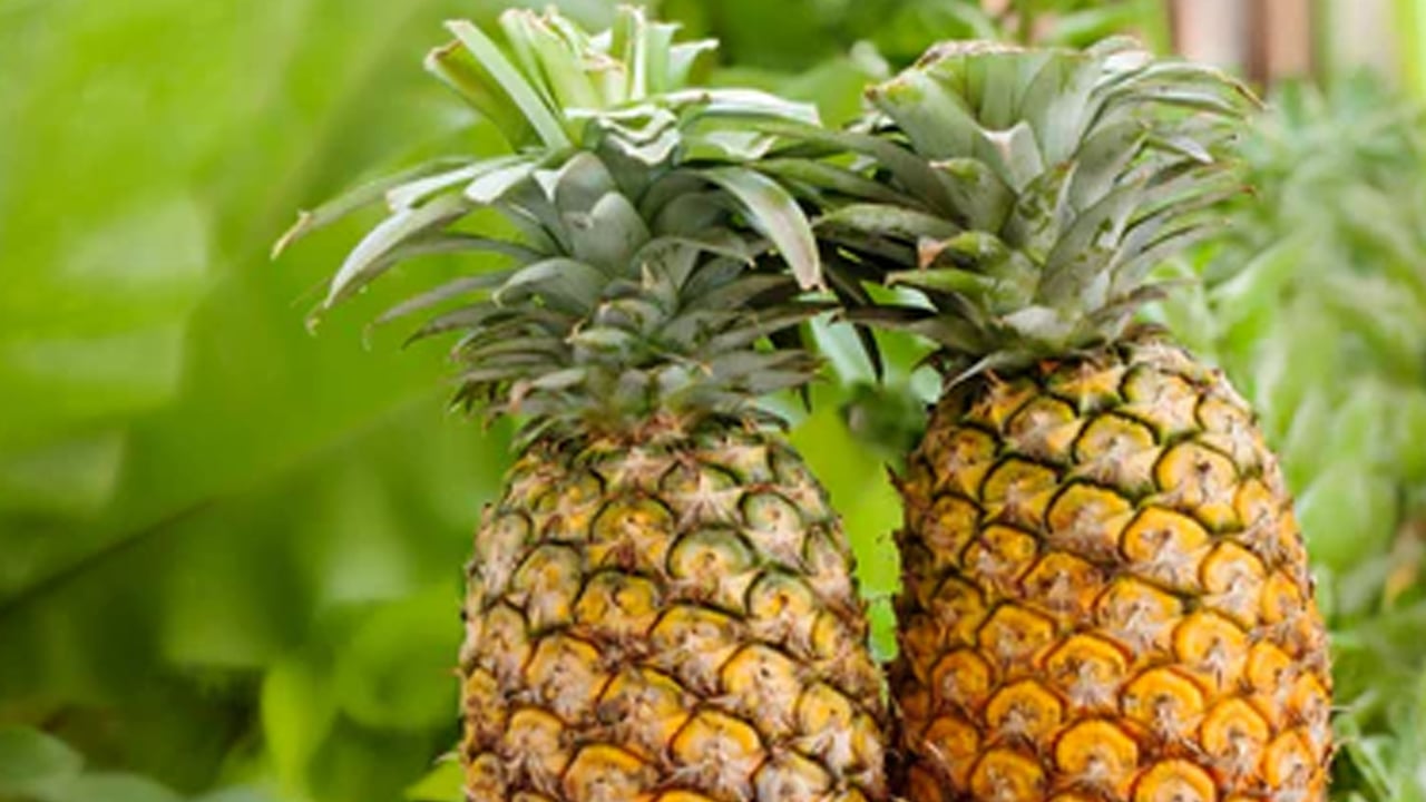 Foto - Yararın ne olduğu belli oldu: Ananas sirkesi zayıflatır! Öyle bir şey ki duyan inanamıyor... Ananas sirkesi ne işe yarar? 