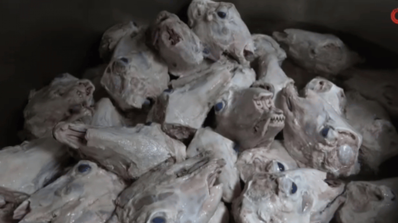 Foto - Adını duyan sıraya gidiyor: Bir kaşığı bile şifa dağıtıyor!