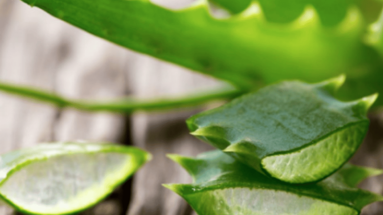 Yaraya yağ sürülür mü? İşte yanıklara iyi gelen 3 yağ! Dermatoloji uzmanı açıkladı