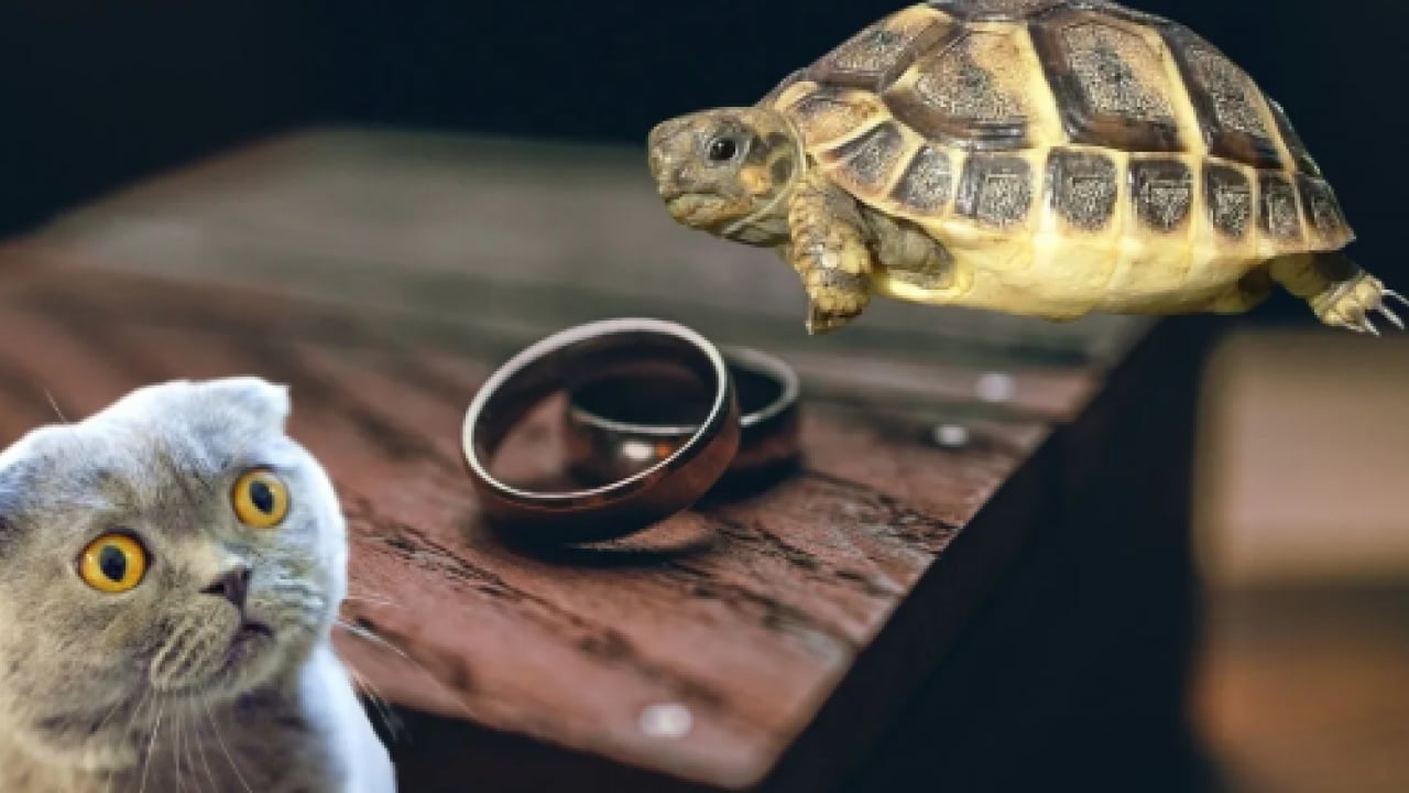 Foto - Yargıtay'dan dikkat çeken boşanma kararı! Eşine 'tosbağa' dedi, pahalıya patladı! Hakaret eden eş ağır kusurlu bulundu
