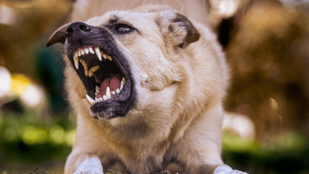 Foto - Yargıtay'dan emsal karar! Sorumsuzluğun faturası ağır oldu: ‘Zincirsiz’ köpek saldırısına 2,3 milyonluk ceza!