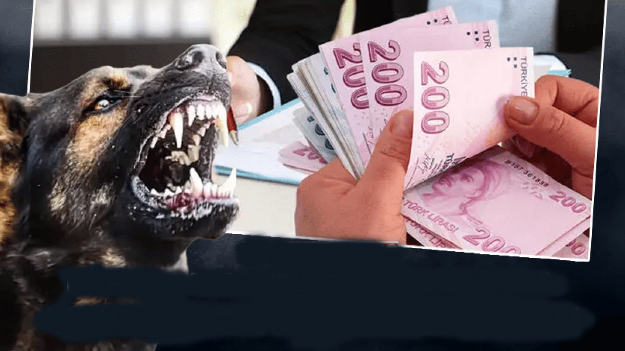 Foto - Yargıtay'dan emsal karar! Sorumsuzluğun faturası ağır oldu: ‘Zincirsiz’ köpek saldırısına 2,3 milyonluk ceza!