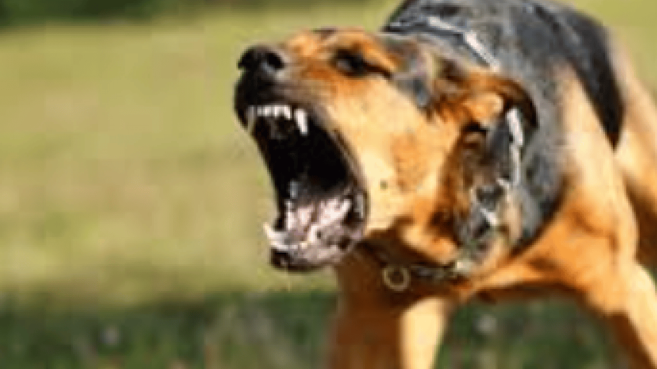 Foto - Yargıtay'dan emsal karar! Sorumsuzluğun faturası ağır oldu: ‘Zincirsiz’ köpek saldırısına 2,3 milyonluk ceza!