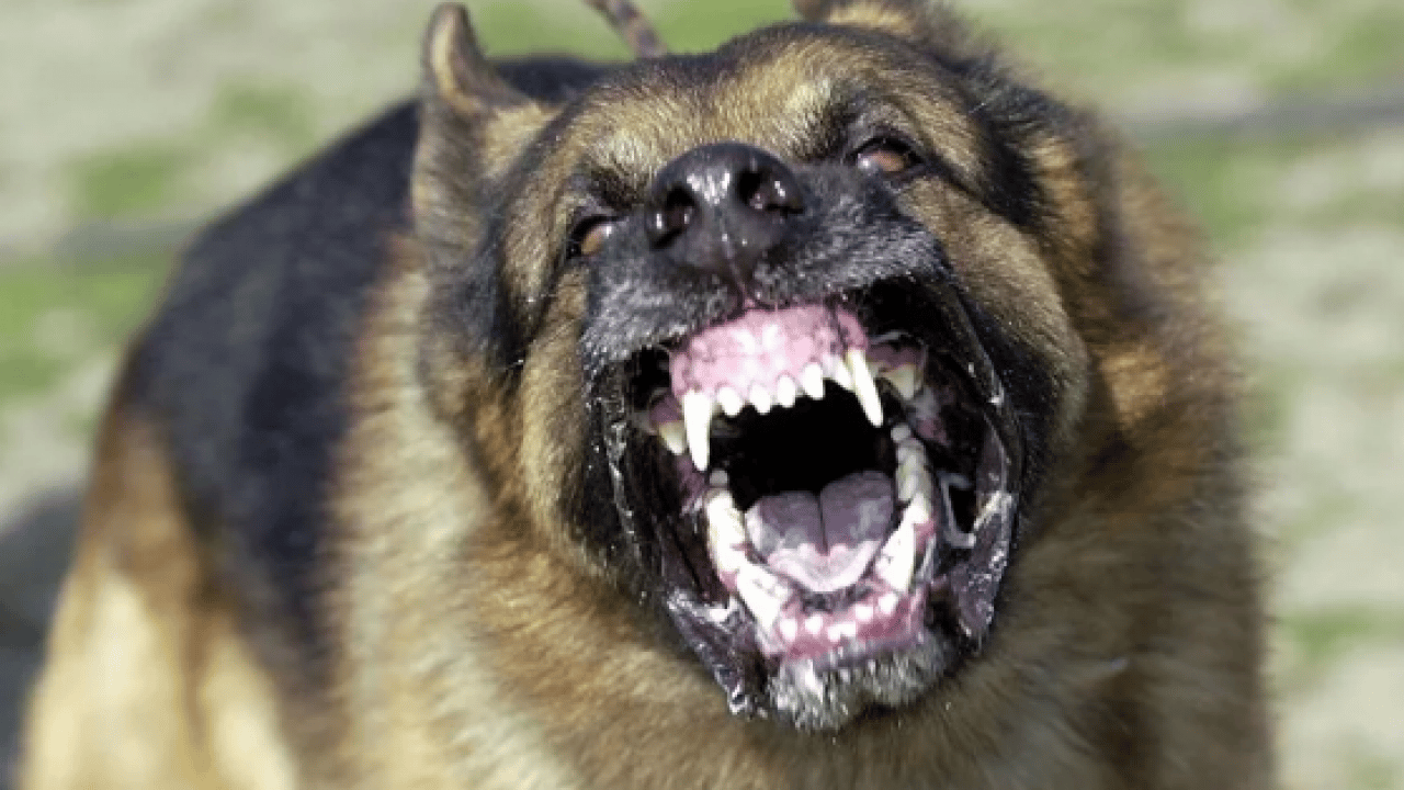 Foto - Yargıtay'dan emsal karar! Sorumsuzluğun faturası ağır oldu: ‘Zincirsiz’ köpek saldırısına 2,3 milyonluk ceza!