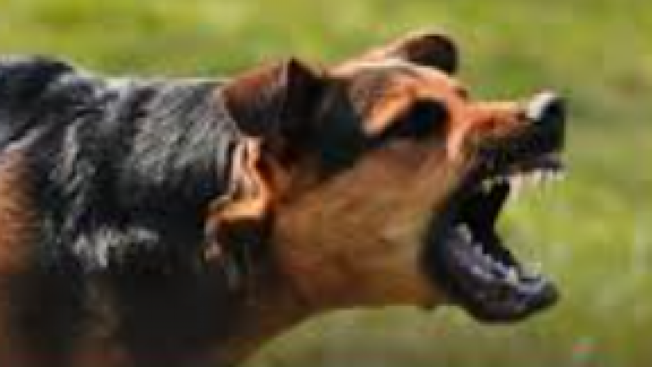 Foto - Yargıtay'dan emsal karar! Sorumsuzluğun faturası ağır oldu: ‘Zincirsiz’ köpek saldırısına 2,3 milyonluk ceza!