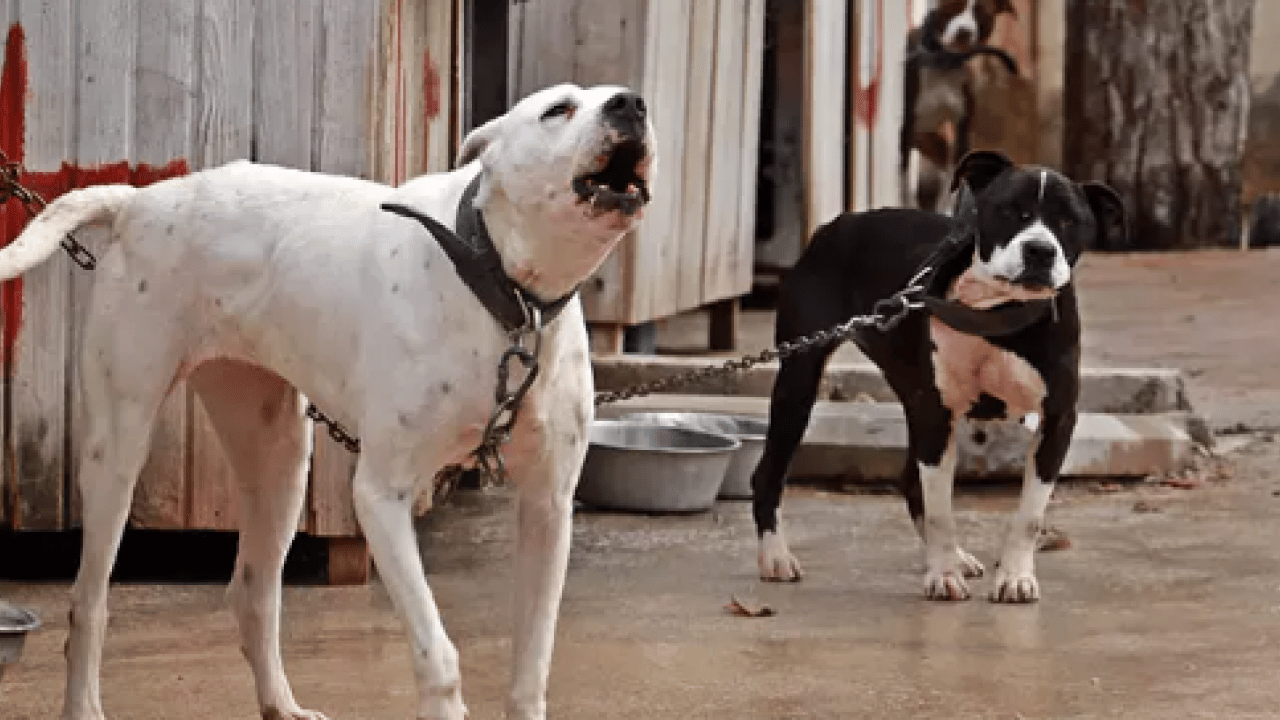 Foto - Yargıtay'dan emsal karar! Sorumsuzluğun faturası ağır oldu: ‘Zincirsiz’ köpek saldırısına 2,3 milyonluk ceza!