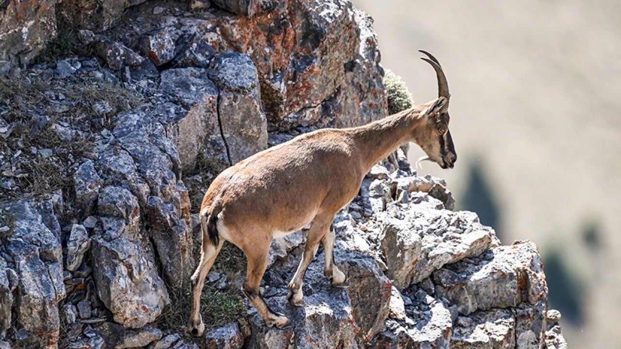 Foto - Yasa dışı olarak yaban keçisi avladı! Bakanlık öyle bir ceza verdi ki