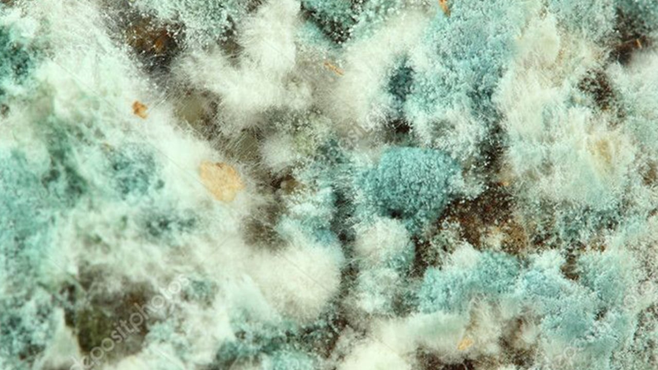 Foto - Yatağı haftada 1 kez yıkayın: Küften beslenen mantarları beslediği ortaya çıktı! Doktor vatandaşları uyardı! 