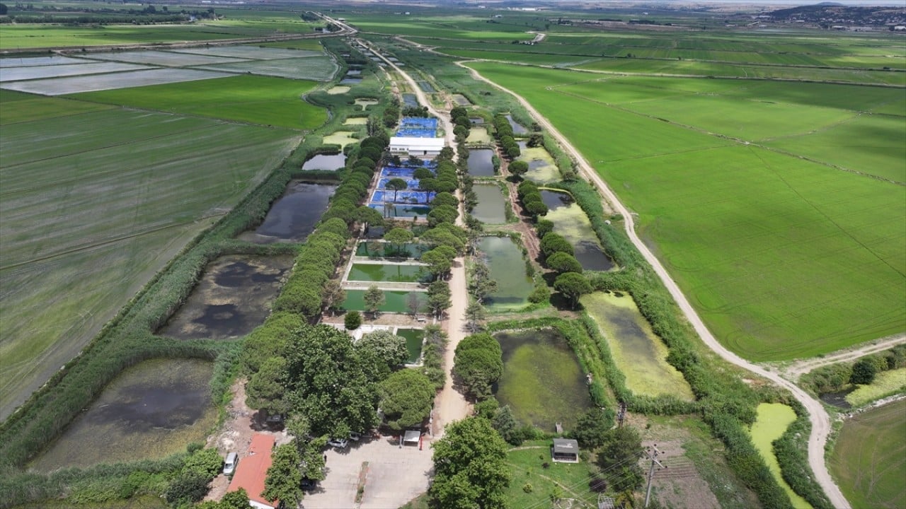 Foto - Yavrular Edirne’de üretiliyor 40 milyon sazanı bölgedeki sularla buluşturdular