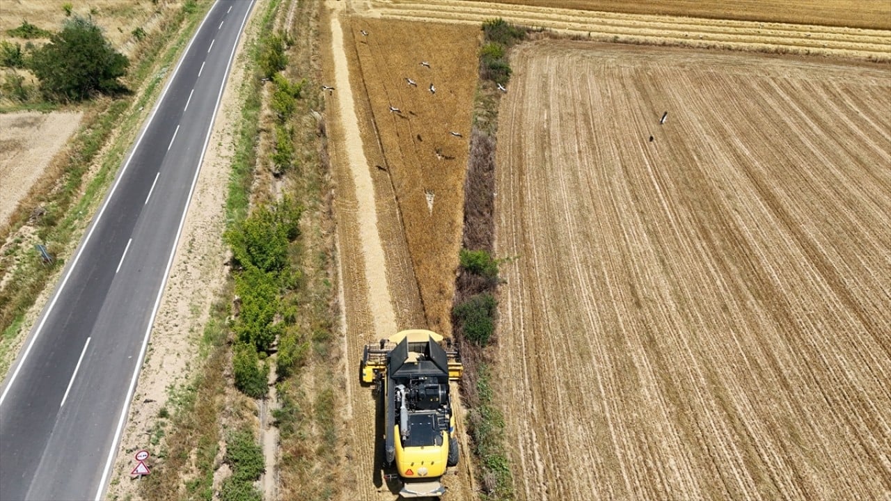 Foto - Yavrularına yiyecek taşıyorlar Biçerdöverlerden leyleklere ziyafet sofrası