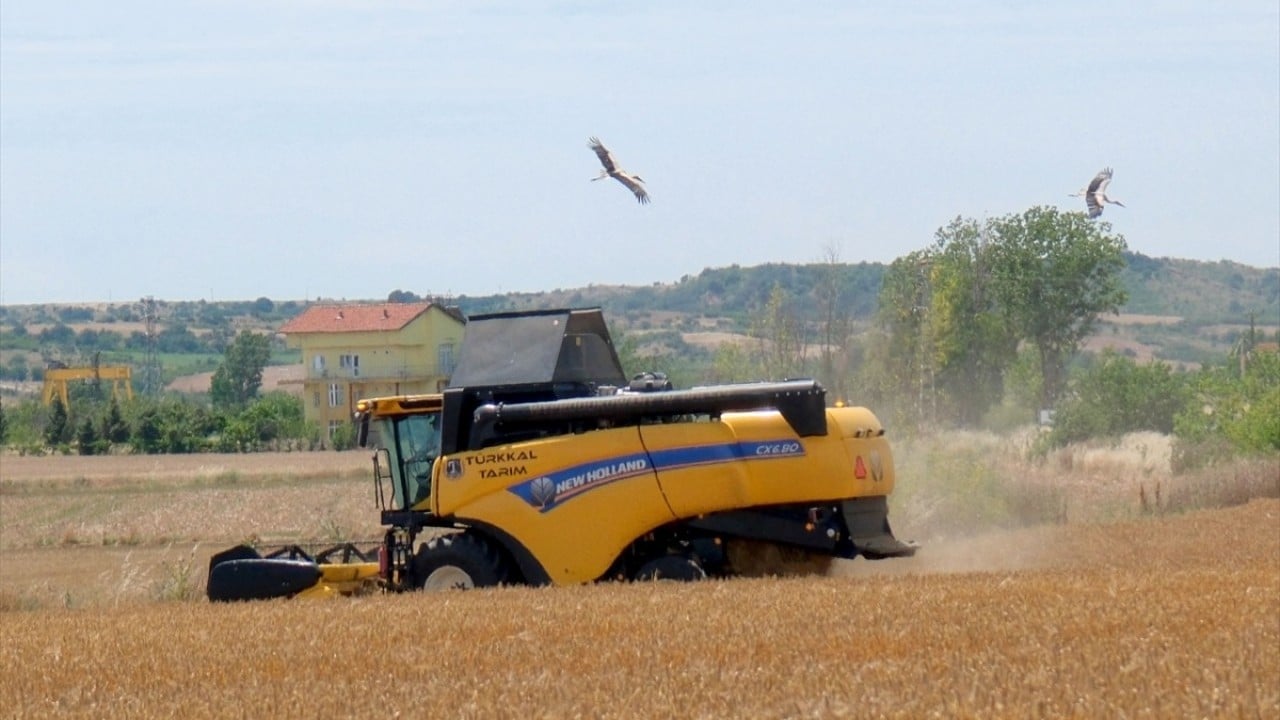 Foto - Yavrularına yiyecek taşıyorlar Biçerdöverlerden leyleklere ziyafet sofrası