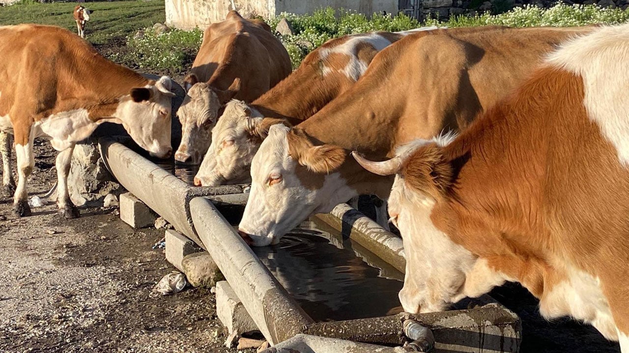 Foto - Yaylada kış hazırlığı! Kars'ta 2 bin metrede üretime geçildi