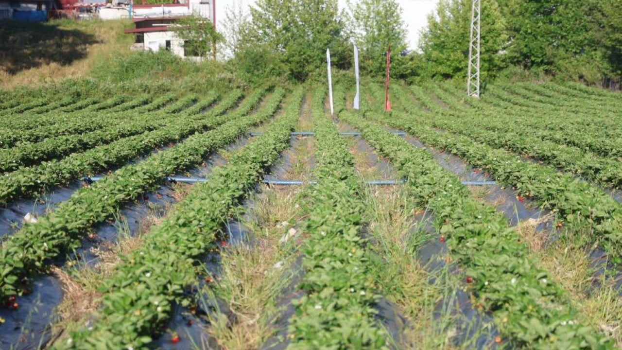Foto - Yayladağı çileğinde hasat Üretimde rekor kırılacak