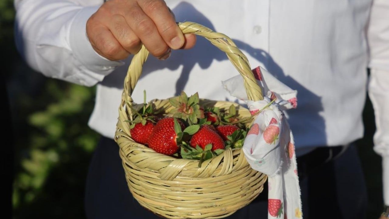 Foto - Yayladağı çileğinde hasat Üretimde rekor kırılacak