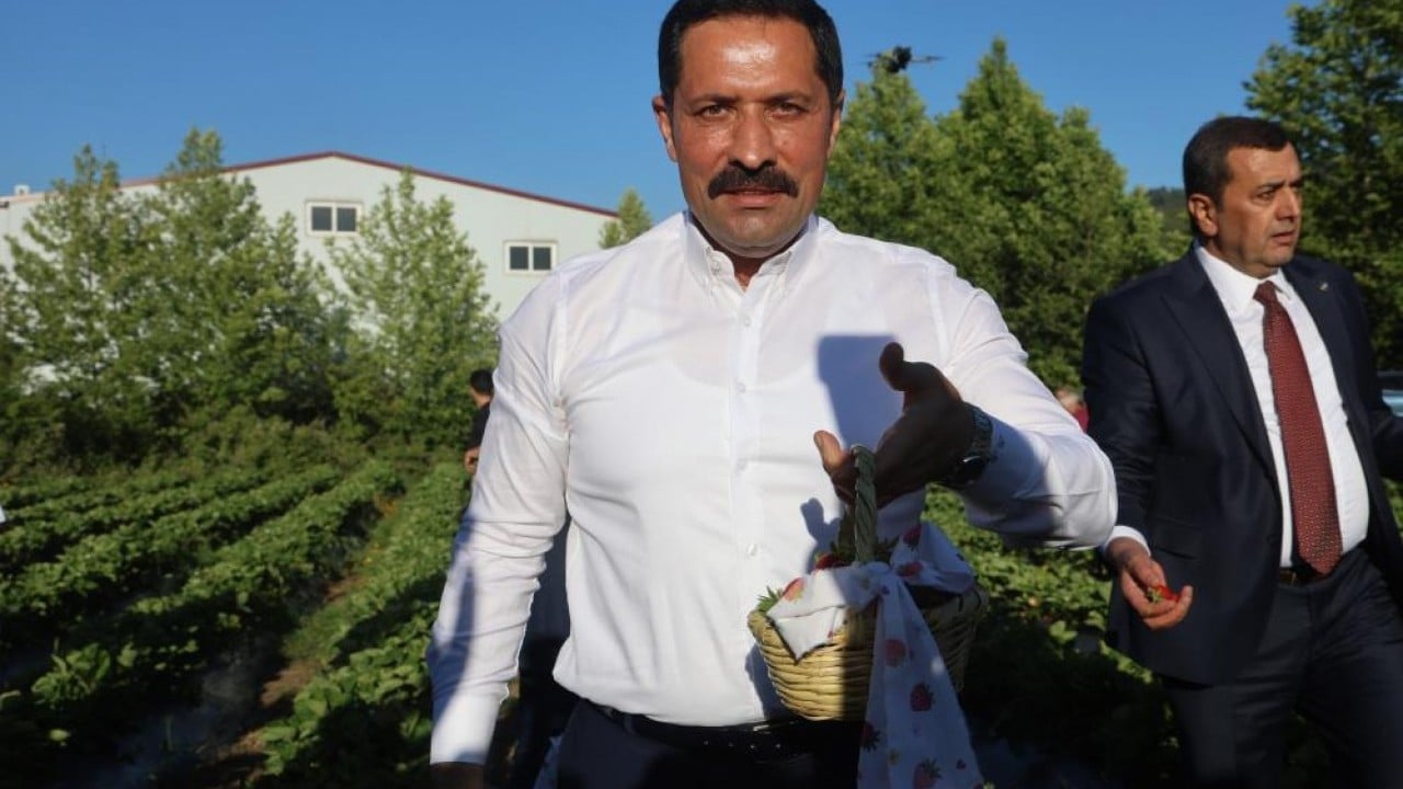 Foto - Yayladağı çileğinde hasat Üretimde rekor kırılacak