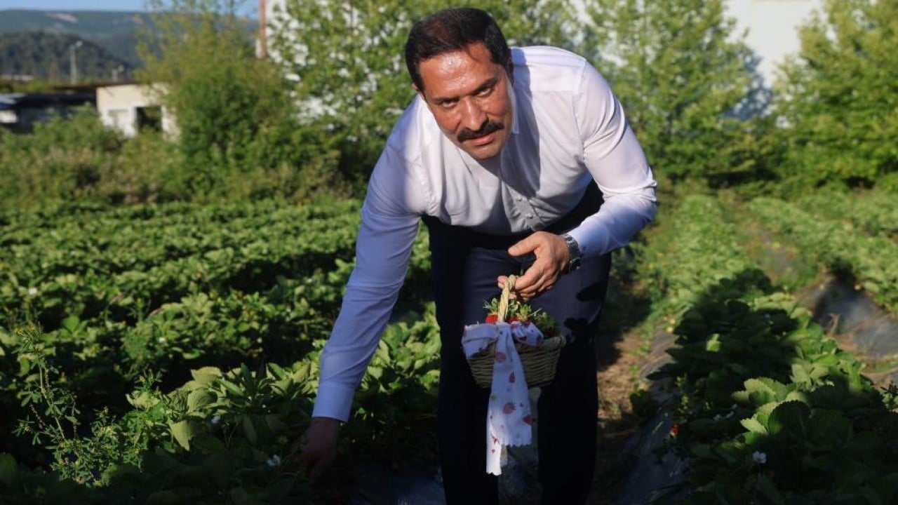 Foto - Yayladağı çileğinde hasat Üretimde rekor kırılacak