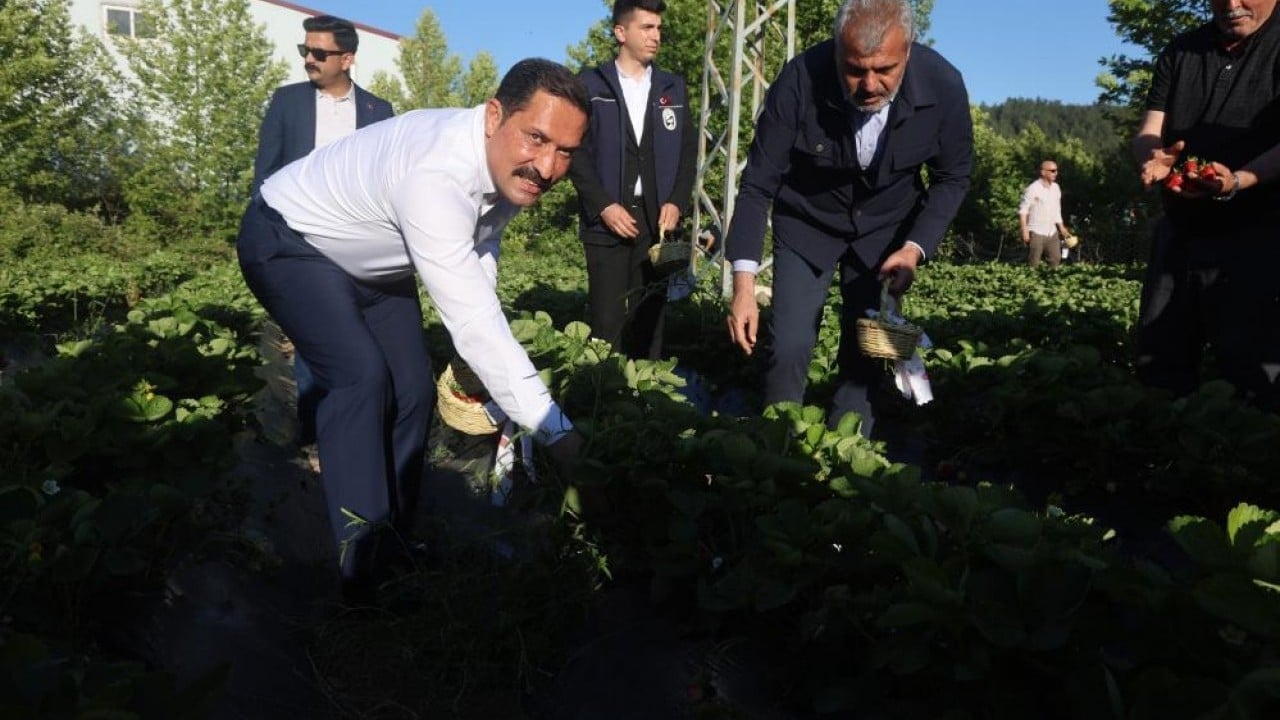 Yayladağı çileğinde hasat Üretimde rekor kırılacak