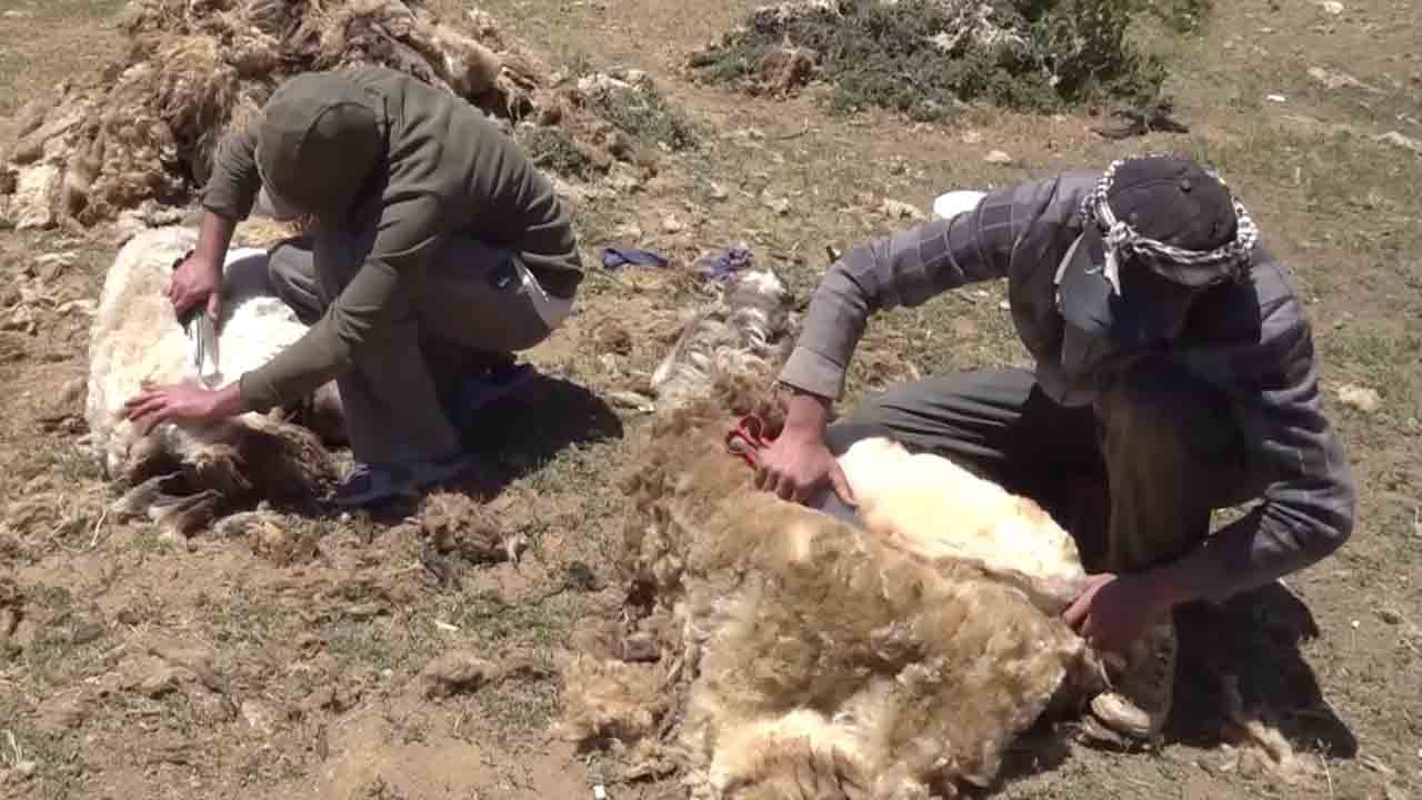 Foto - Yaylalarında hala kış havası hakim: Yaz ortasında sobalı çadır 