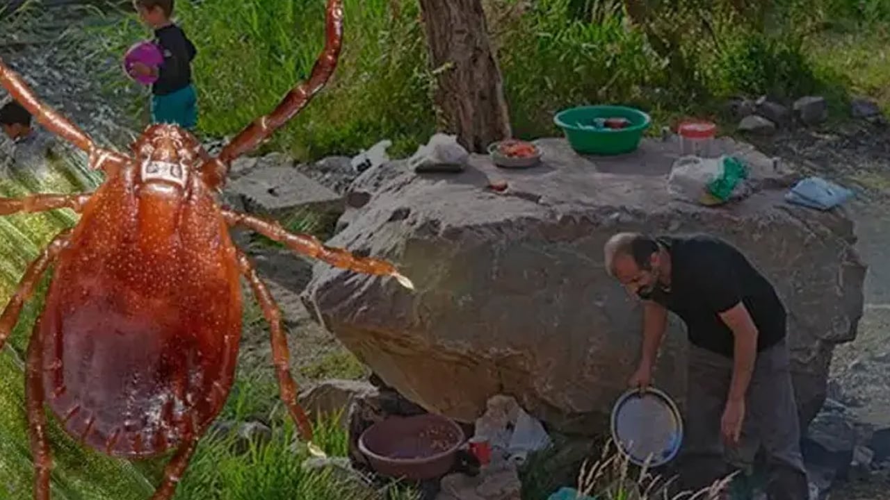 Foto - Yaz ayında pikniğe gidecekler dikkat... Kene ve arıdan korunmak meğer kolaymış: O uygulama örnek gösterildi!