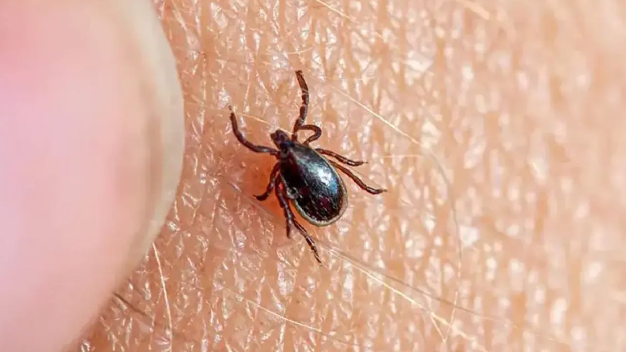 Foto - Yaz ayında pikniğe gidecekler dikkat... Kene ve arıdan korunmak meğer kolaymış: O uygulama örnek gösterildi!