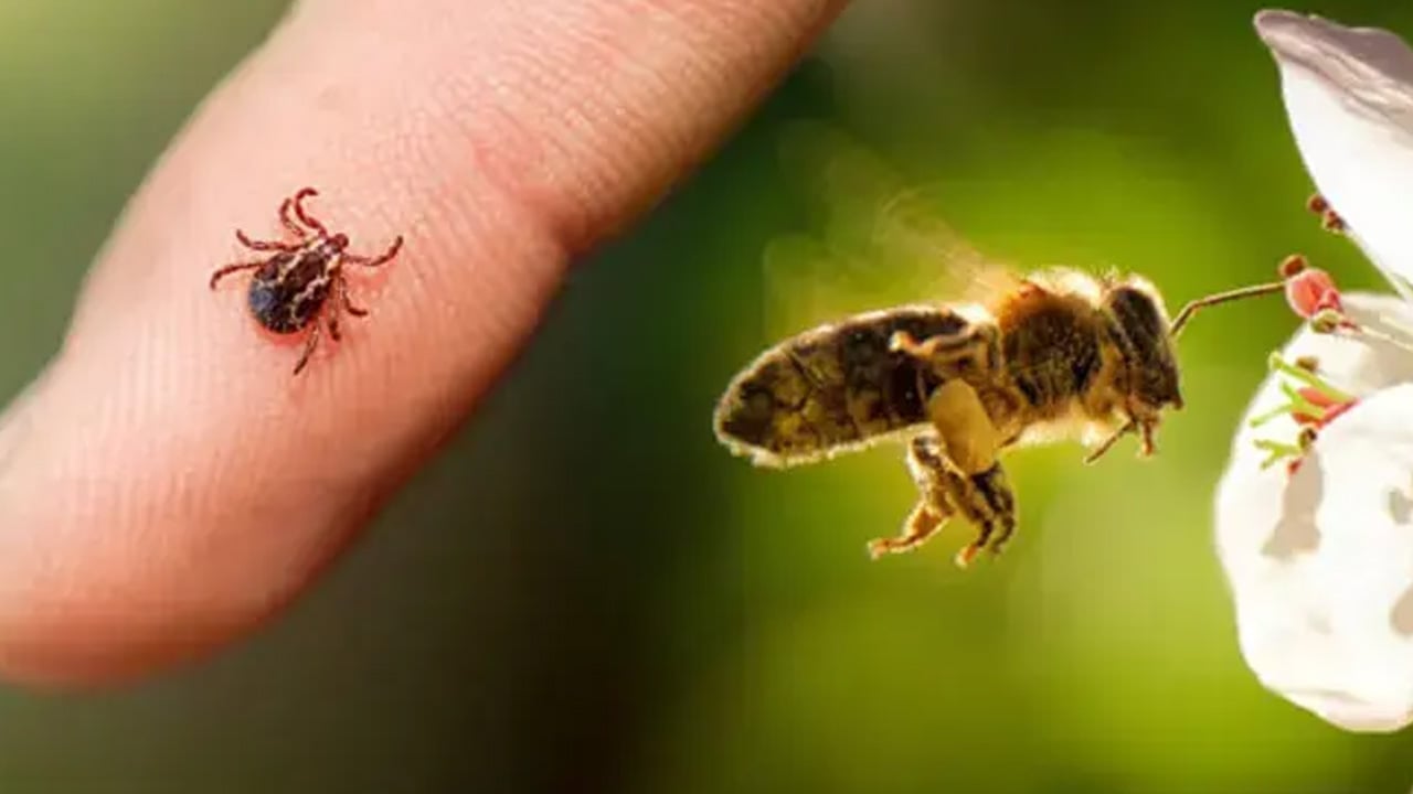 Foto - Yaz ayında pikniğe gidecekler dikkat... Kene ve arıdan korunmak meğer kolaymış: O uygulama örnek gösterildi!