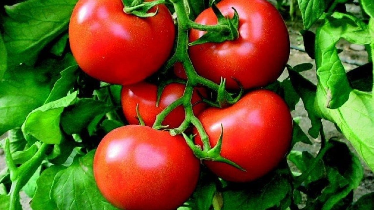 Foto - Yaz ayları yaklaşırken moralleri bozacak domates gelişmesi: Kötü haberi verdi