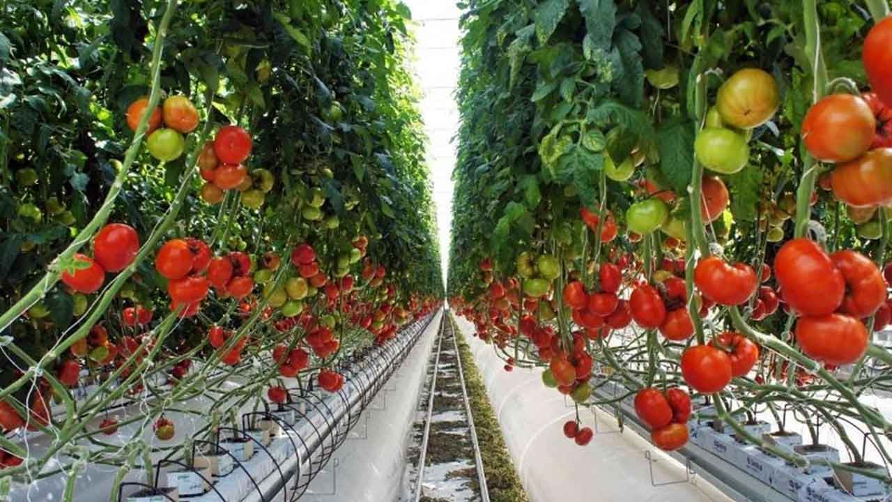 Foto - Yaz ayları yaklaşırken moralleri bozacak domates gelişmesi: Kötü haberi verdi