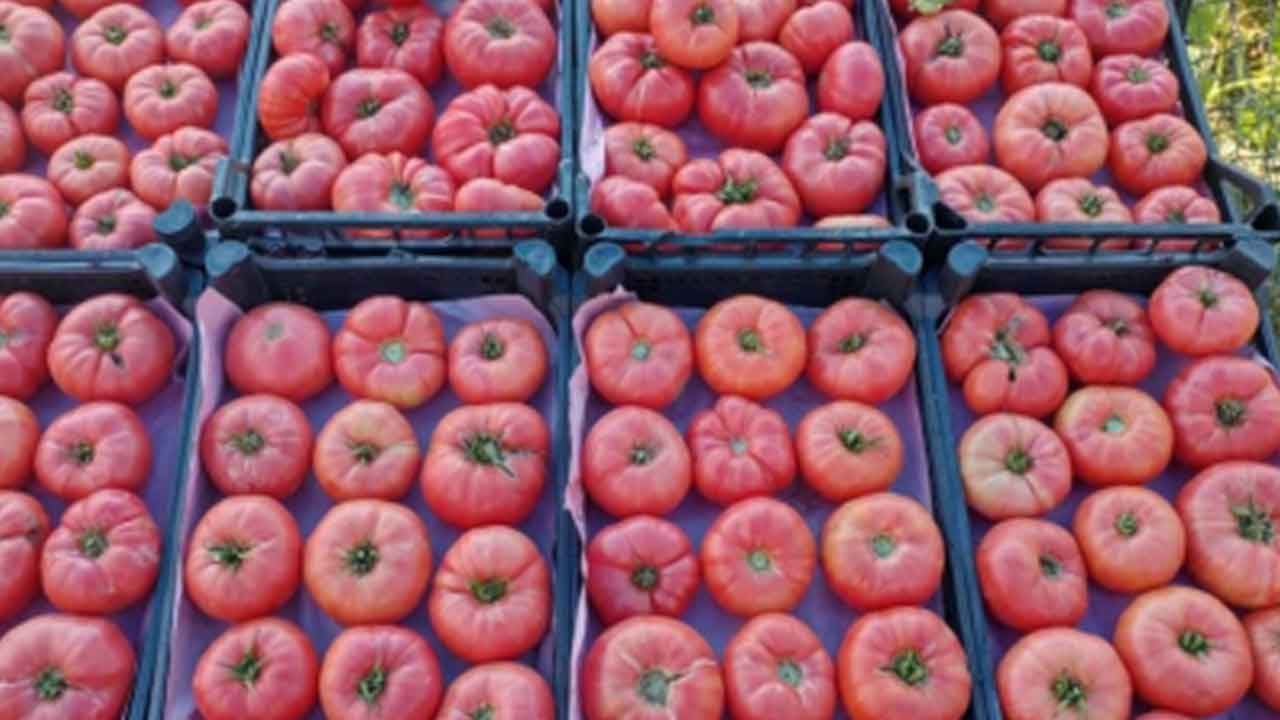 Foto - Yaz ayları yaklaşırken moralleri bozacak domates gelişmesi: Kötü haberi verdi