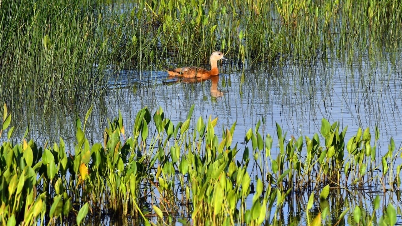 Foto - Yaz geldi, yaban hayat canlandı! Angut yavruları sulak alanda görüntülendi