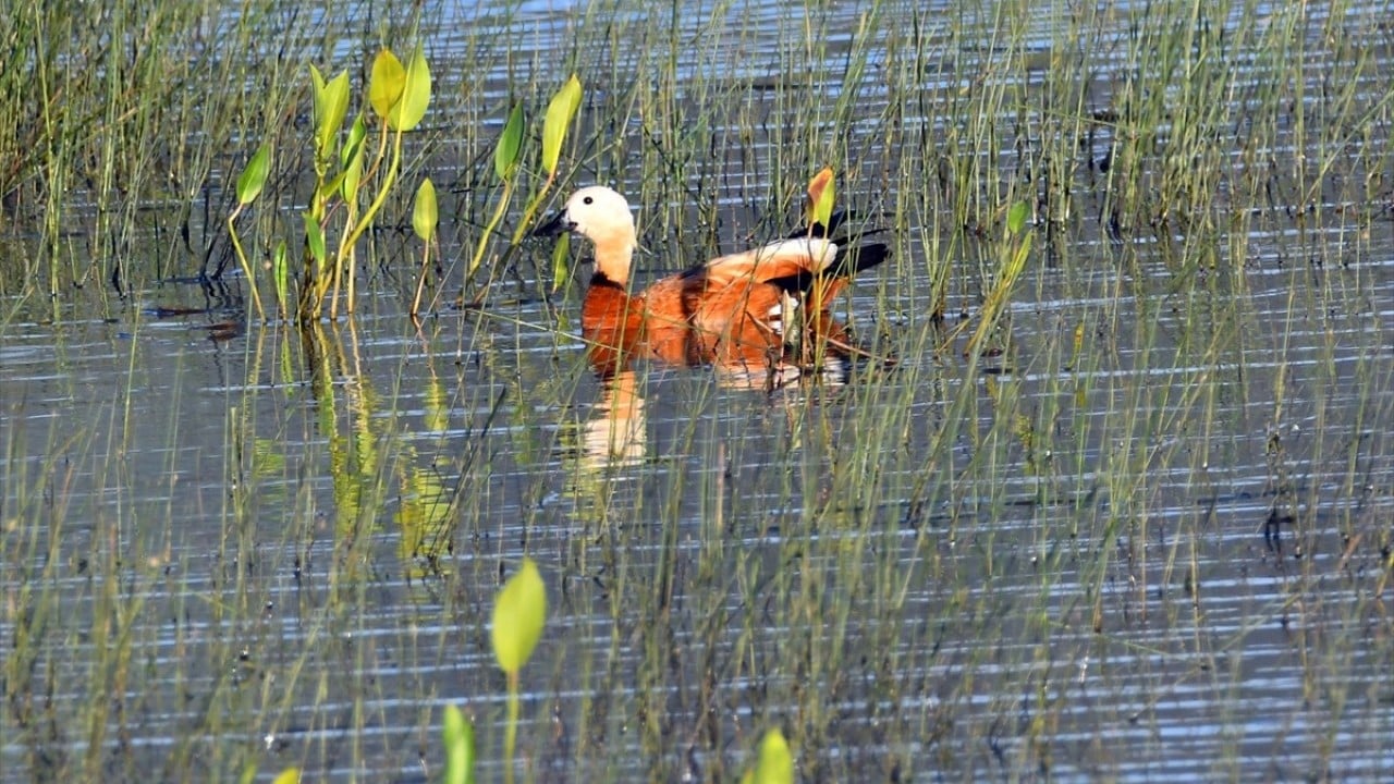 Foto - Yaz geldi, yaban hayat canlandı! Angut yavruları sulak alanda görüntülendi