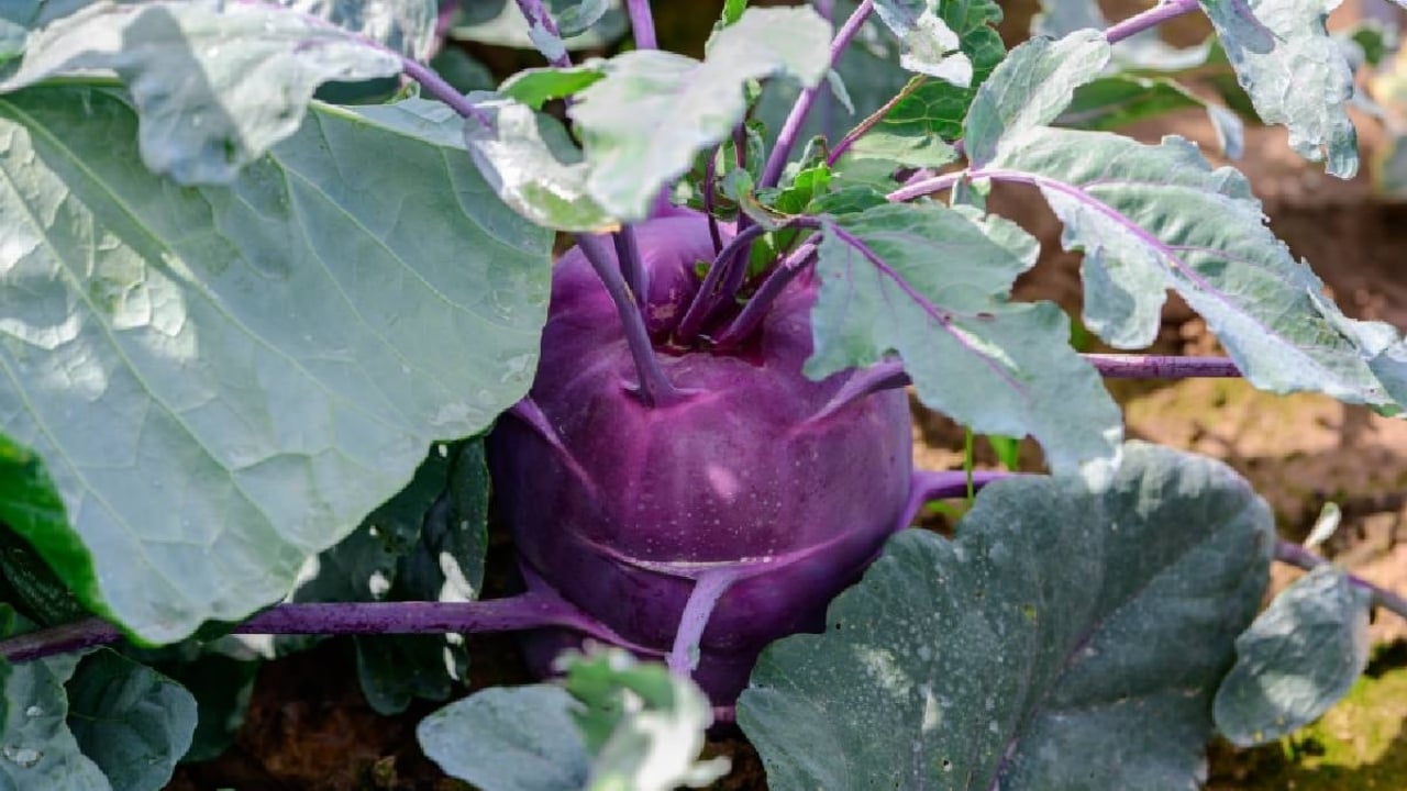 Foto - Yaz kış demeden yılın her günü hasat veriyor! Eken, bir yılda servet kazanıyor