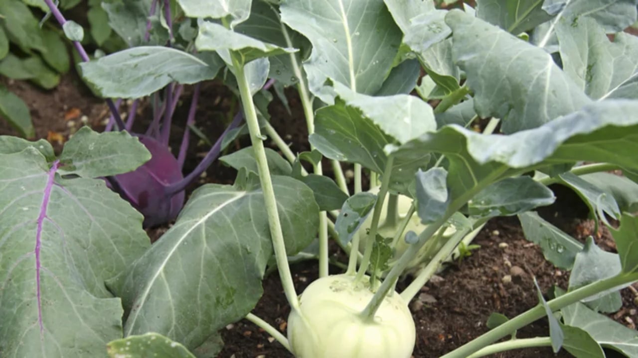 Foto - Yaz kış demeden yılın her günü hasat veriyor! Eken, bir yılda servet kazanıyor