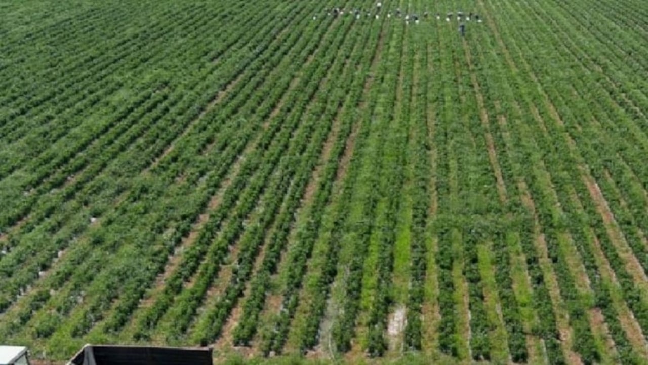 Yaz kış demeden yılın her günü hasat veriyor! Eken, bir yılda servet kazanıyor