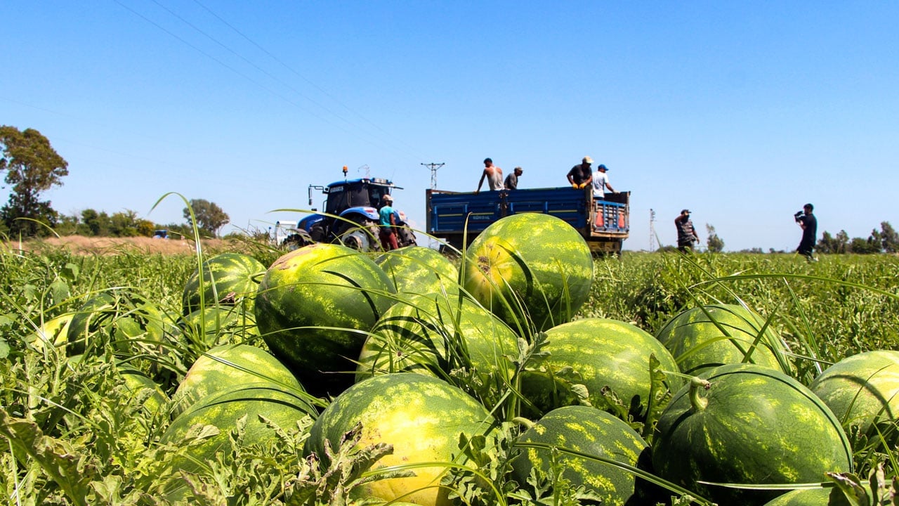 Foto - Yaz mevsiminin vazgeçilmezi! Adana’da hasat hızlandı, fiyatlar düştü