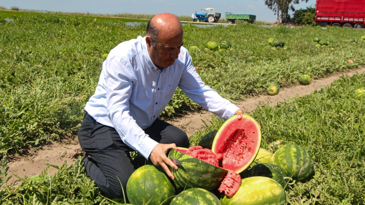Foto - Yaz mevsiminin vazgeçilmezi! Adana’da hasat hızlandı, fiyatlar düştü