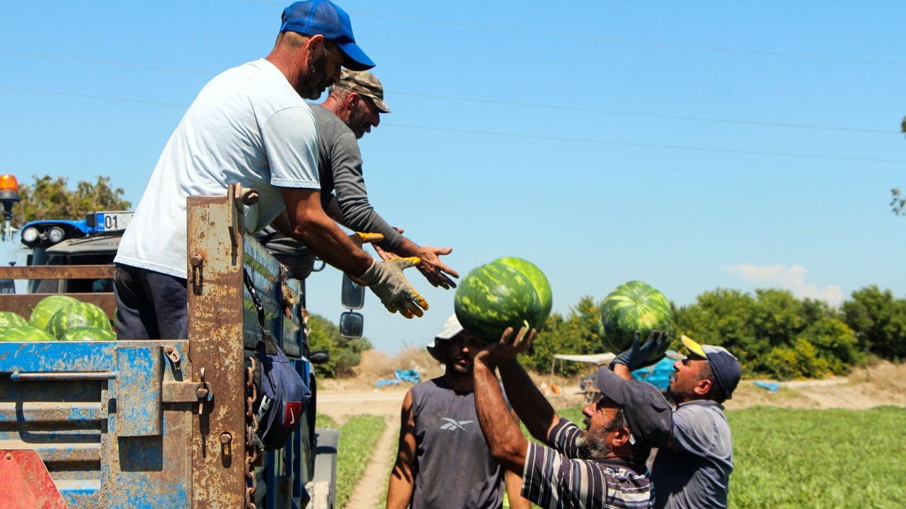 Foto - Yaz mevsiminin vazgeçilmezi! Adana’da hasat hızlandı, fiyatlar düştü