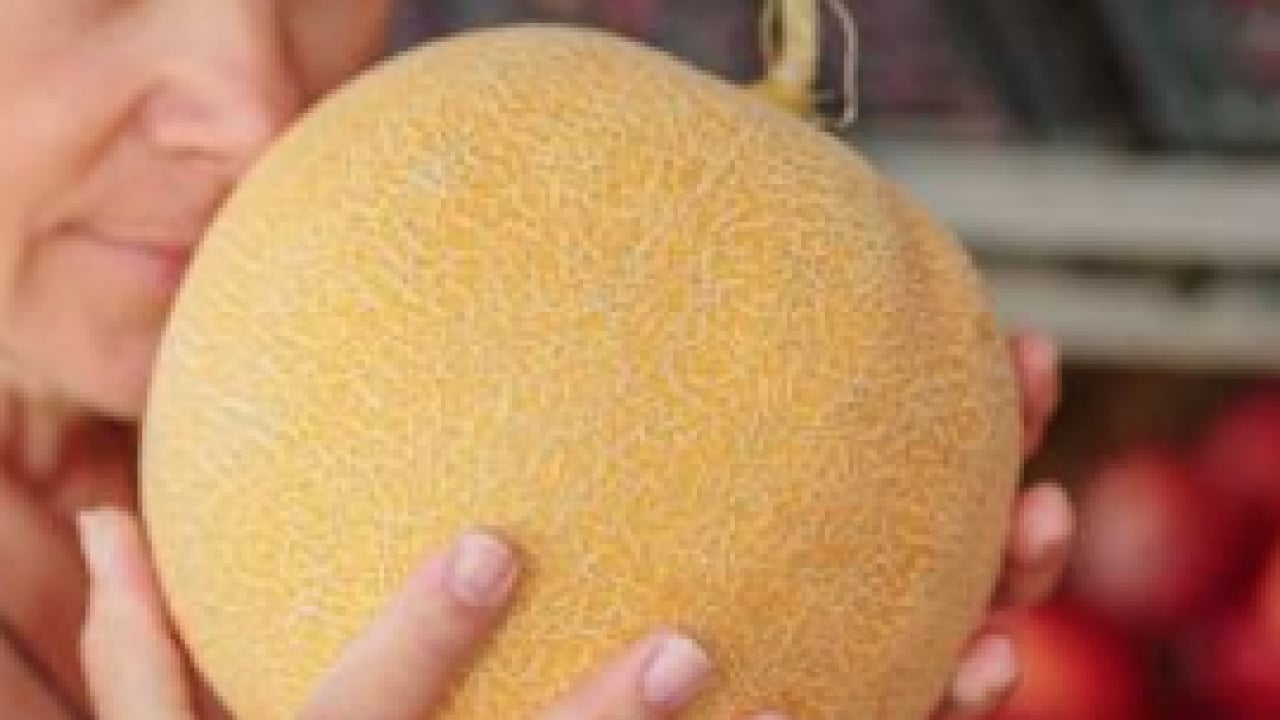 Foto - Yaz sezonunun incisi kavun nasıl seçilir! Sofların serinletici gıdası...
