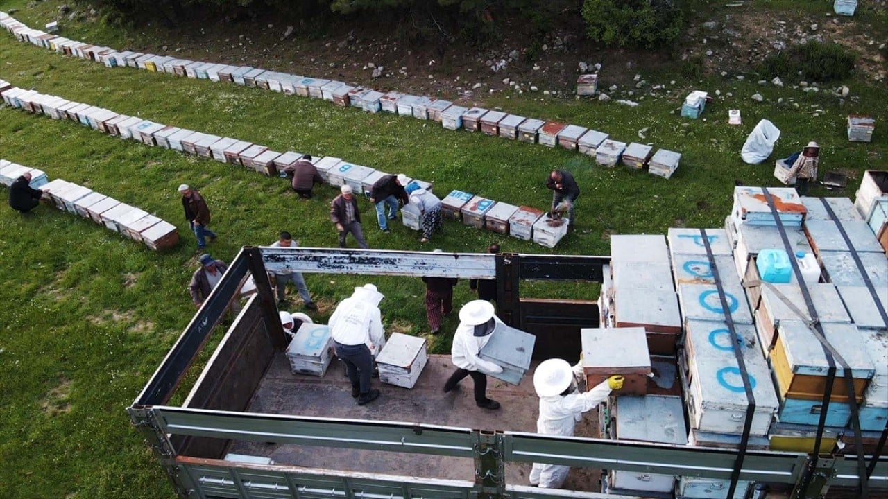Havalar ısındı! Gezginci arıcıların yayla yolculuğu başladı